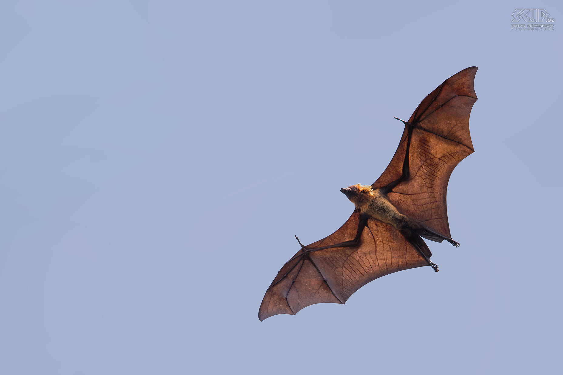 Kabini - Indian flying fox The Indian flying fox (Pteropus giganteus) is nocturnal and feeds mainly on fruits and nectar from flowers. Sometimes they fly away at daytime and that is very impressive to see. They can have a spanwidth of 1,5 meter. Stefan Cruysberghs